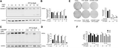 p53–GSDME Elevation: A Path for CDK7 Inhibition to Suppress Breast Cancer Cell Survival